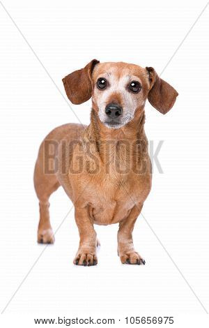 Dachshund Looking At Camera
