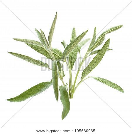 Sage Branch Isolated On White