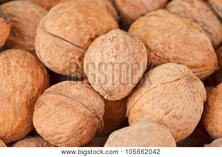 Walnut (Juglans regia)