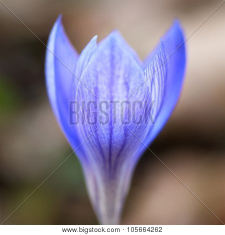 Crocus Ligusticus
