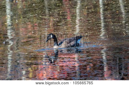 Canada Goose In A Chesapeake Bay Pand In Autumn