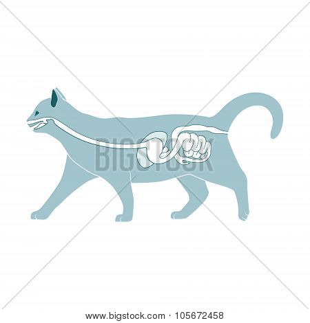 Digestive system of the cat vector illustration