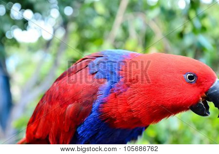 Parrot Tropical Bird