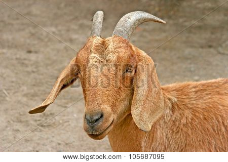 Goat