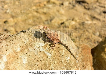 Mimetic Lizard At Petrified Forest, Khorixas, Namibia