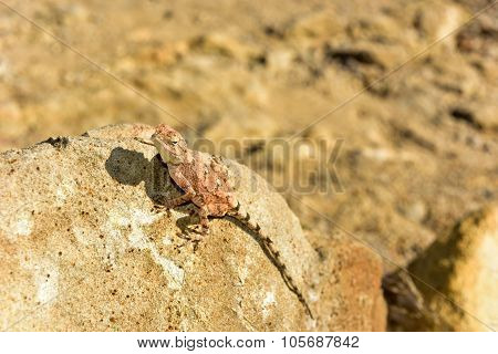 Mimetic Lizard At Petrified Forest, Khorixas, Namibia