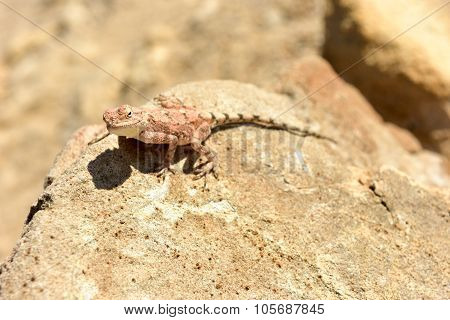 Mimetic Lizard At Petrified Forest, Khorixas, Namibia