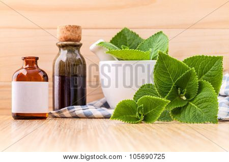 Country Borage,indian Borage,coleus Amboinicus Lour With White Mortar And Essential Extract Oil On W