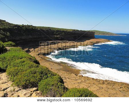 Blue ocean cliff kasvit