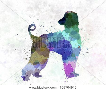 Afgan Hound 01 In Watercolor