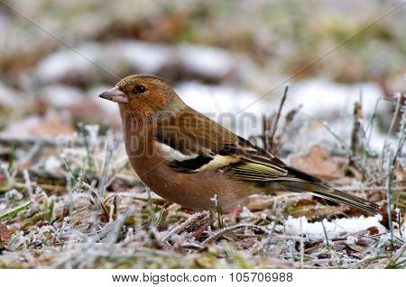 The Female Chaffinch