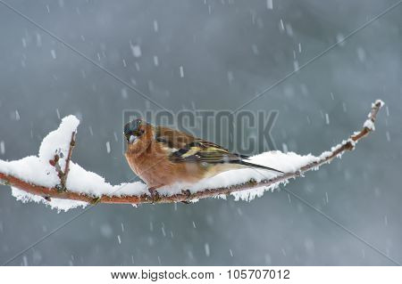 The Chaffinch