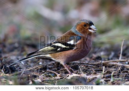 The Male Chaffinch