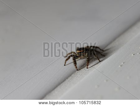 Macro Shot Of A Jumping Spider (marpissa Muscosa)