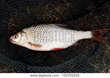 Close Up View Of Roach Fish Just Taken From The Water.