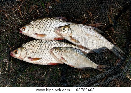 Pile Of Freshwater Roach And Bream Fish As Background.