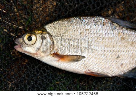 Close Up View Of The Bream Fish Just Taken From The Water.