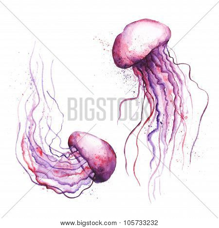 Watercolor jellyfish