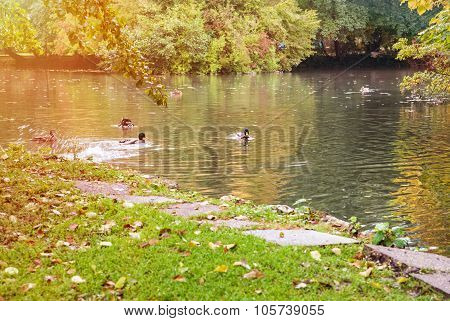 Duck On The Lake