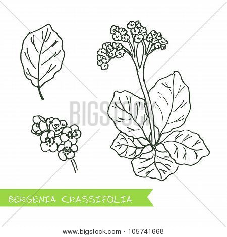 Handdrawn Illustration - Health and Nature Set