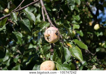 Apple On A Branch