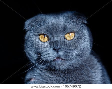 crazy cat portrait with different emotions