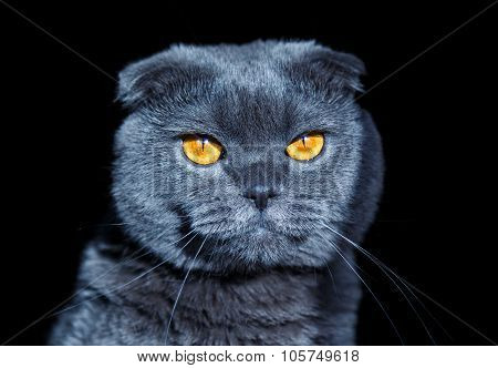 crazy cat portrait with different emotions