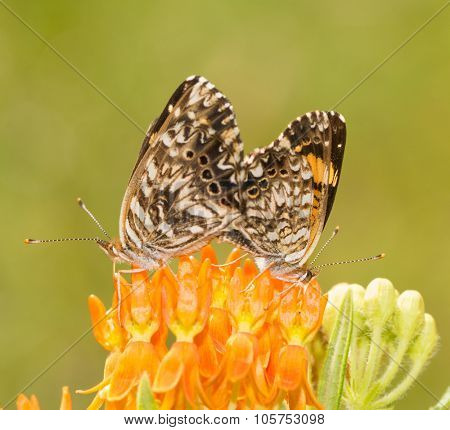 Gorgone Checkerspot butterfly couple mating on top of a Butterflyweed flower