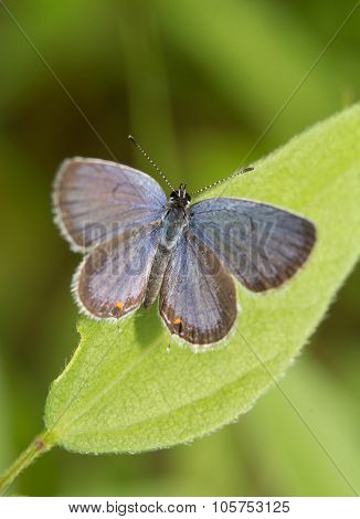 Dorsal view of an Eastern-tailed Blue butterfly resting on a leaf