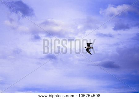 Seagull
