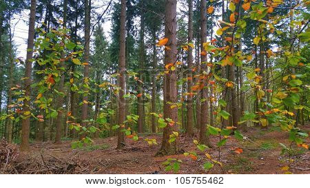 Colorful autum nature forest