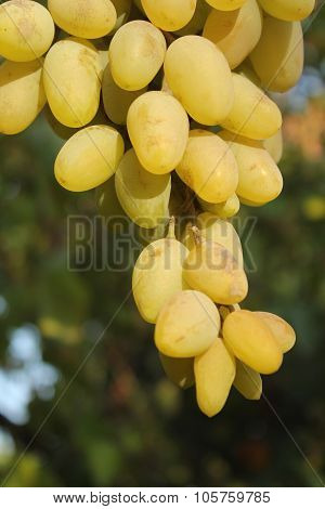 Sweet_Grapes