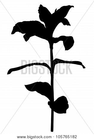 Plant With Leaves