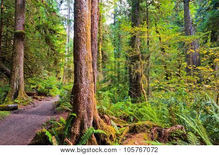 Path To Marymere Falls