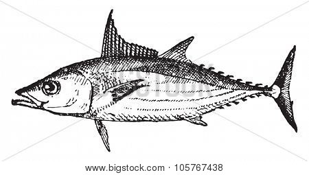 Bonito, vintage engraved illustration. Dictionary of words and things - Larive and Fleury - 1895.