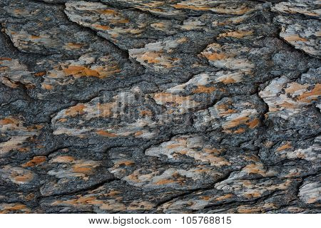 Pine Bark Background