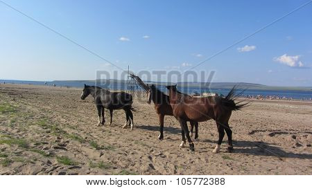 Horse In The Nature Reserve Of Lake