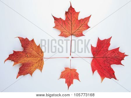 collection beautiful colorful autumn leaves isolated on white background
