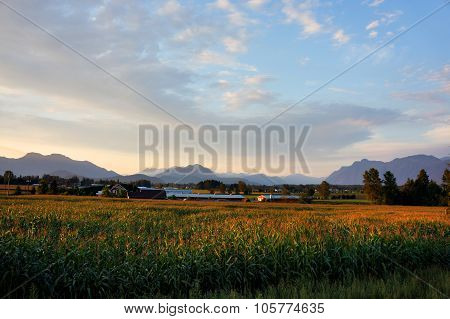 Cornfield