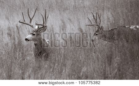 Hiding In The Grass And Snow Flakes