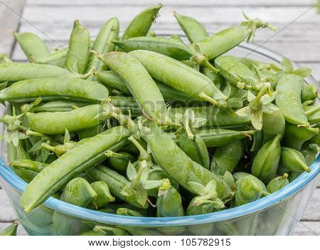 Freshly Picked Peas Stiil In Their  Peapods In A Bowl Waiting To Be Shelled