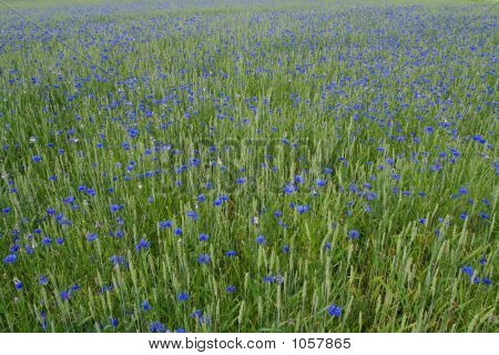 Cornflowers azuis