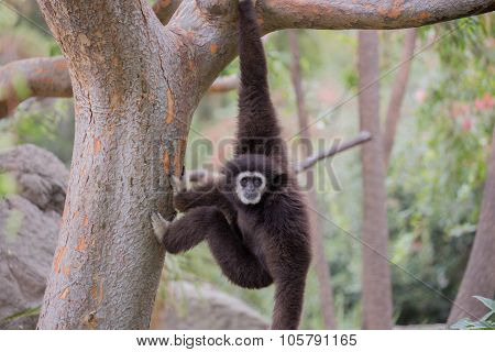 White-handed Gibbon (Hylobates lar) hanging on a tree. Oakland Zoo, Oakland, Alameda County, California, USA.