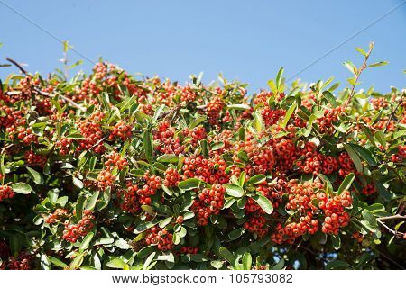 Mastic Berries