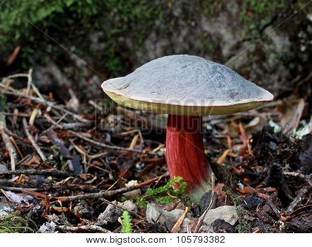 Zeller's Bolete - Xerocomellus zelleri