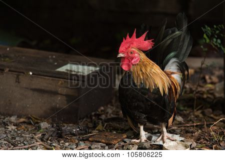 A Bright Color Cock