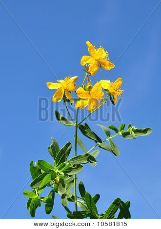 St John je Wort (hypericum Perforatum)