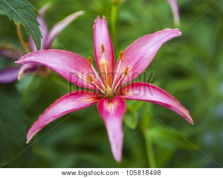 the flower with red petals close up