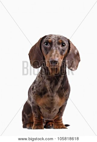 Close-up of Dachshund on white background