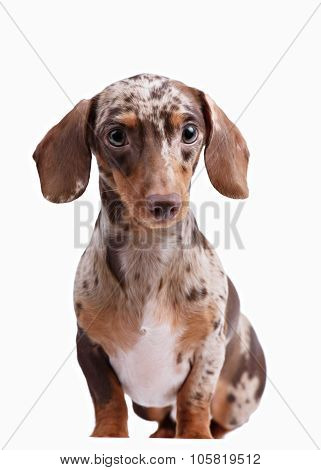 Close-up of Dachshund on white background